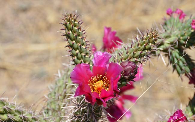 Walkingstick Cactus has attractive multicolored flowers including red, rose, red-purple, bronze-purple, pink, yellow, greenish yellow or whitish. Cylindropuntia spinosior 
